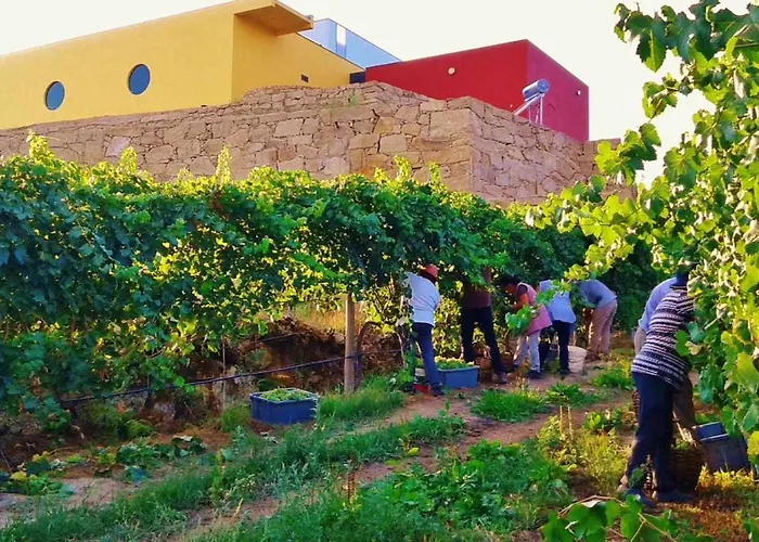 Feriehus Casa Vinhas Camelias De Bastoturismo Rural *